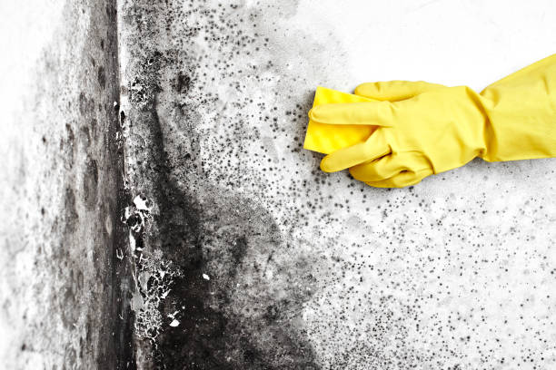 Best Toxic Mold Removal  in East Dundee, IL