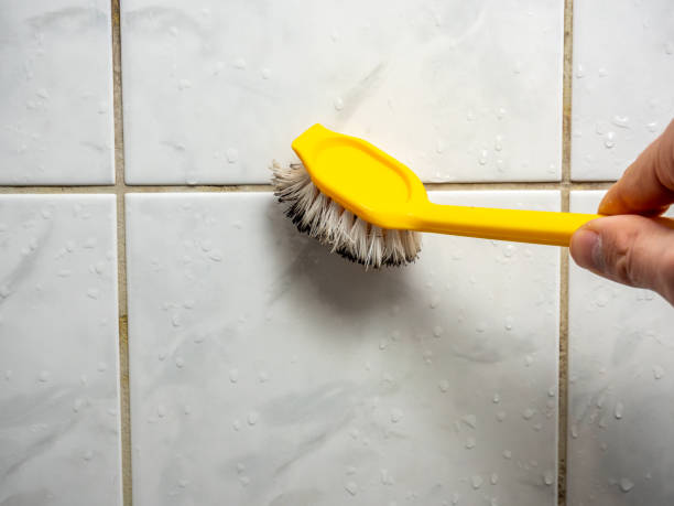 Trusted East Dundee, IL Mold Removal Experts