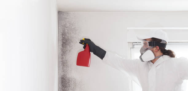 Mold Testing and Removal in East Dundee, IL