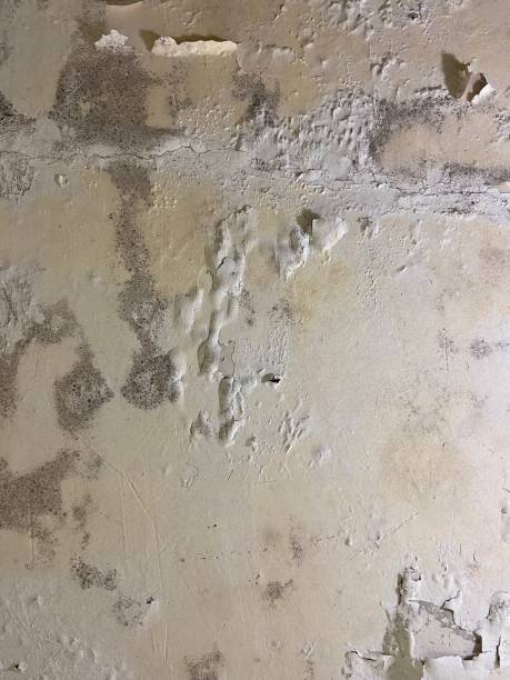 Best Mold Removal Company Near Me  in East Dundee, IL
