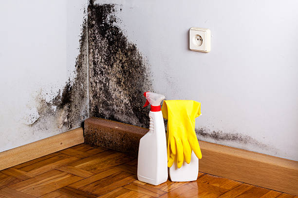 Best Mold Testing  in East Dundee, IL