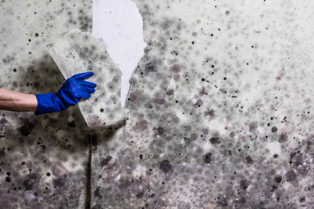 Best Mold Testing and Removal  in East Dundee, IL
