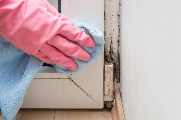 Best Mold Removal and Inspection  in East Dundee, IL